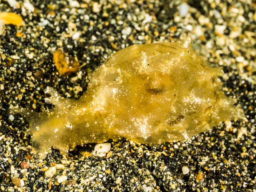 Notarchus indicus